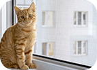 antikoshka-M